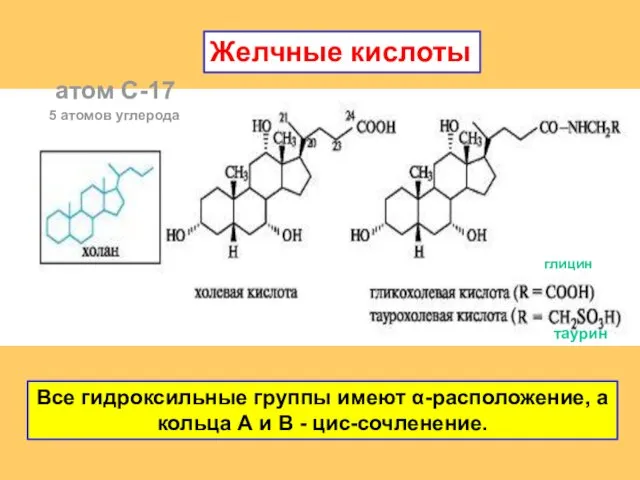 Желчные кислоты 5 атомов углерода атом С-17 Все гидроксильные группы имеют α-расположение,