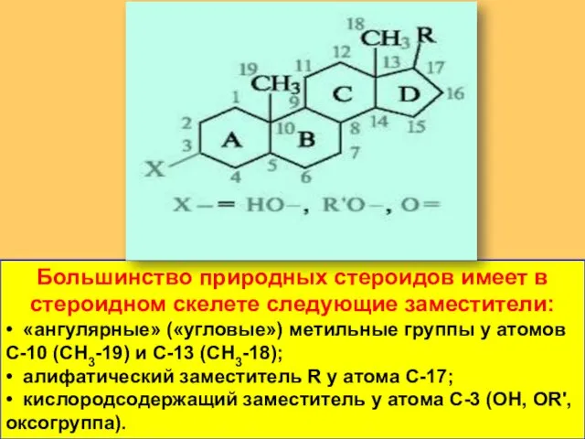 Большинство природных стероидов имеет в стероидном скелете следующие заместители: • «ангулярные» («угловые»)