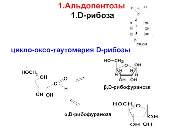1.Альдопентозы 1.D-рибоза цикло-оксо-таутомерия D-рибозы β,D-рибофураноза α,D-рибофураноза