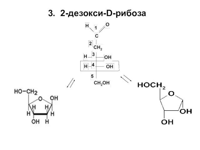 3. 2-дезокси-D-рибоза