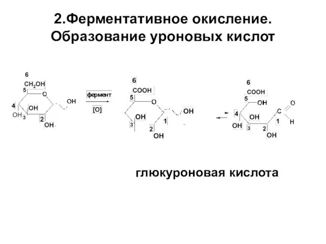 2.Ферментативное окисление. Образование уроновых кислот глюкуроновая кислота