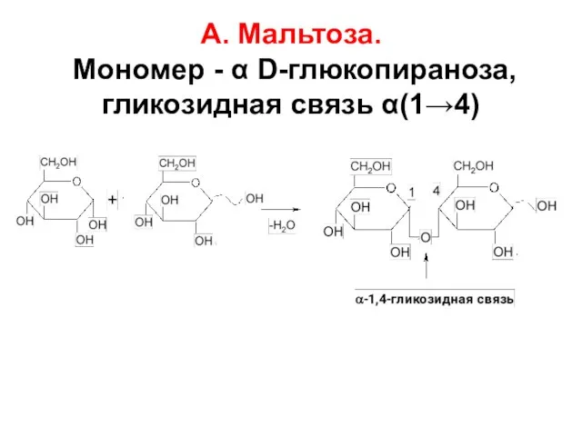 А. Мальтоза. Мономер - α D-глюкопираноза, гликозидная связь α(1→4)