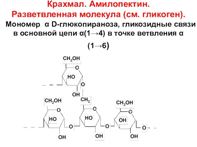 Крахмал. Амилопектин. Разветвленная молекула (см. гликоген). Мономер α D-глюкопираноза, гликозидные связи в