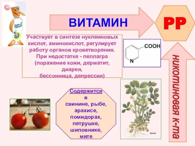 ВИТАМИН PP никотиновая к-та Участвует в синтезе нуклеиновых кислот, аминокислот, регулирует работу