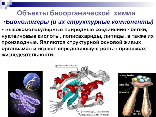 Объекты биоорганической химии •Биополимеры (и их структурные компоненты) - высокомолекулярные природные соединения