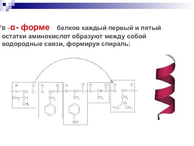 В –α- форме белков каждый первый и пятый остатки аминокислот образуют между