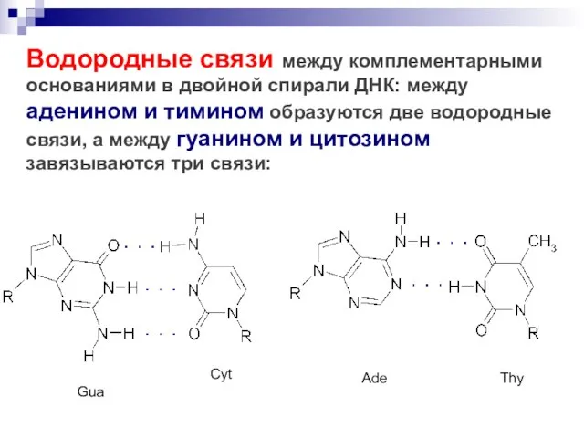 Водородные связи между комплементарными основаниями в двойной спирали ДНК: между аденином и