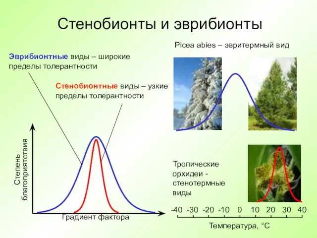 Стенобионты и эврибионты Градиент фактора Степень благоприятствия Эврибионтные виды – широкие пределы