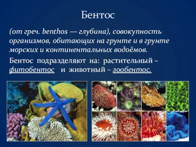 Бентос (от греч. benthos — глубина), совокупность организмов, обитающих на грунте и