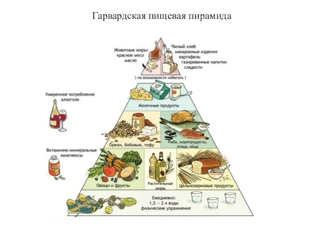 Гарвардская пищевая пирамида