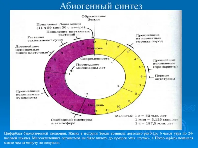 Абиогенный синтез Циферблат биологической эволюции. Жизнь в истории Земли возникла довольно рано