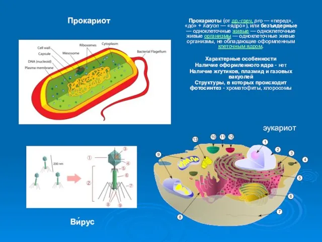 Прокариоты (от др.-греч. pro — «перед», «до» + karyon — «ядро»), или