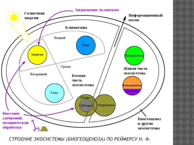 СТРОЕНИЕ ЭКОСИСТЕМЫ (БИОГЕОЦЕНОЗА) ПО РЕЙМЕРСУ Н. Ф.