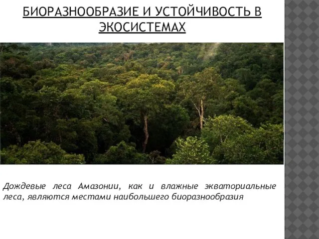 Дождевые леса Амазонии, как и влажные экваториальные леса, являются местами наибольшего биоразнообразия