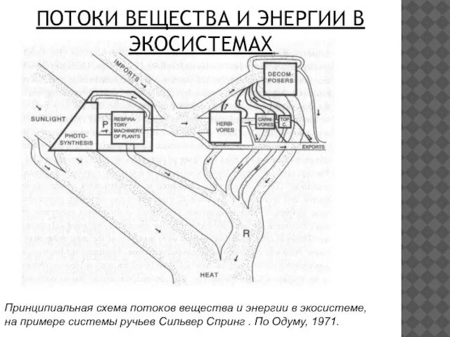 Принципиальная схема потоков вещества и энергии в экосистеме, на примере системы ручьев