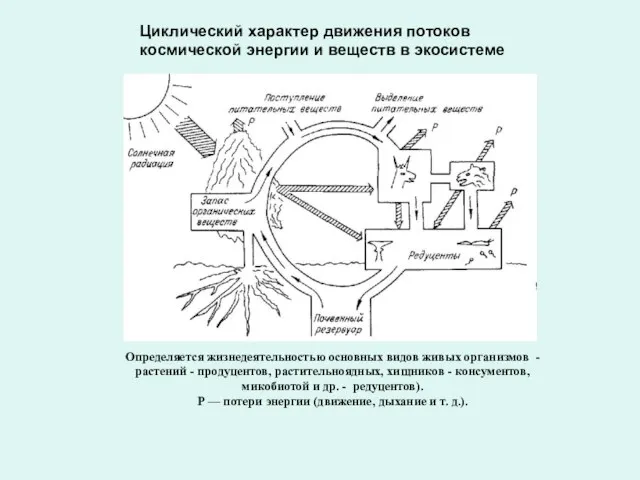 Определяется жизнедеятельностью основных видов живых организмов - растений - продуцентов, растительноядных, хищников