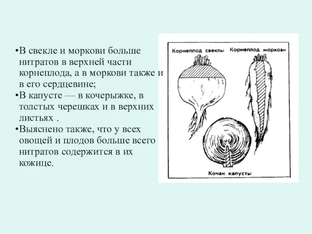 В свекле и моркови больше нитратов в верхней части корнеплода, а в