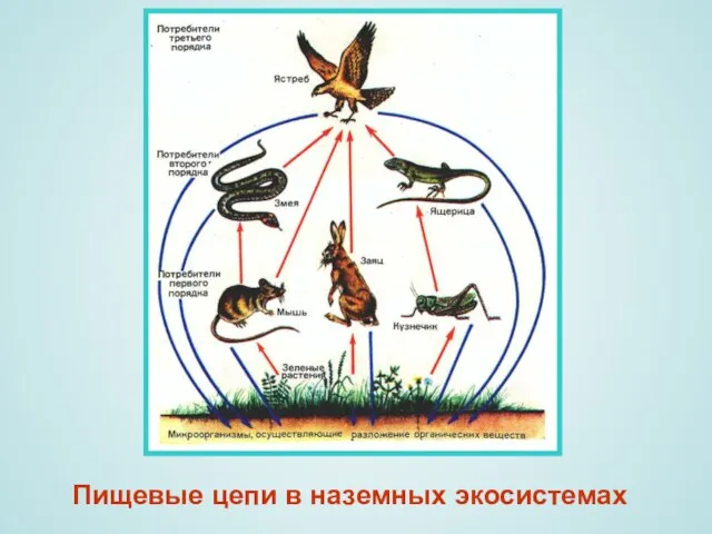 Пищевые цепи в наземных экосистемах