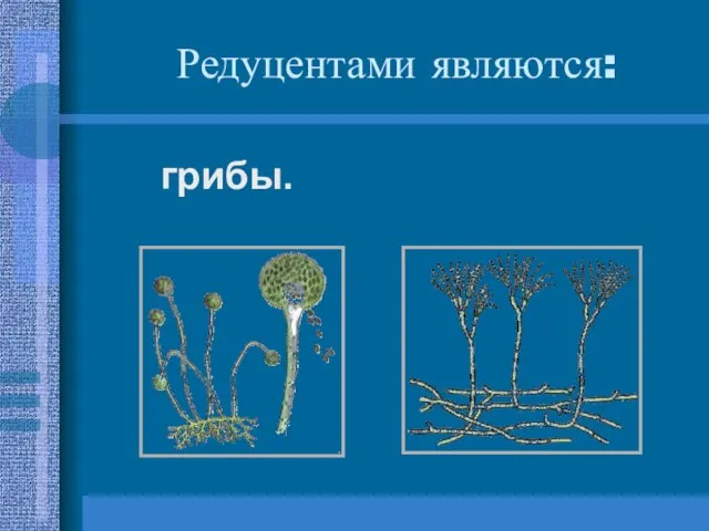 Редуцентами являются: грибы.