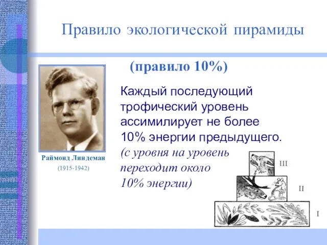 Правило экологической пирамиды (правило 10%) Раймонд Линдеман (1915-1942) Каждый последующий трофический уровень