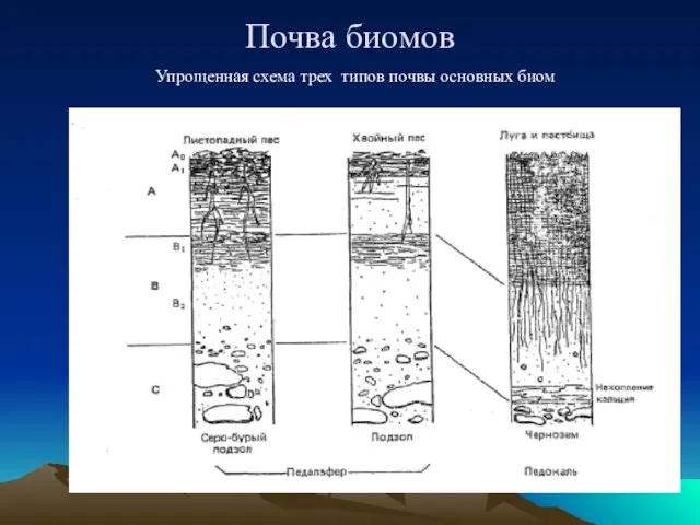 Почва биомов Упрощенная схема трех типов почвы основных биом