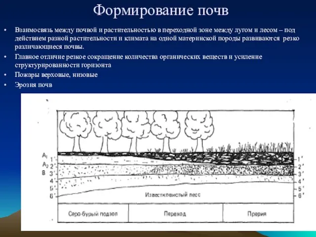 Формирование почв Взаимосвязь между почвой и растительностью в переходной зоне между лугом