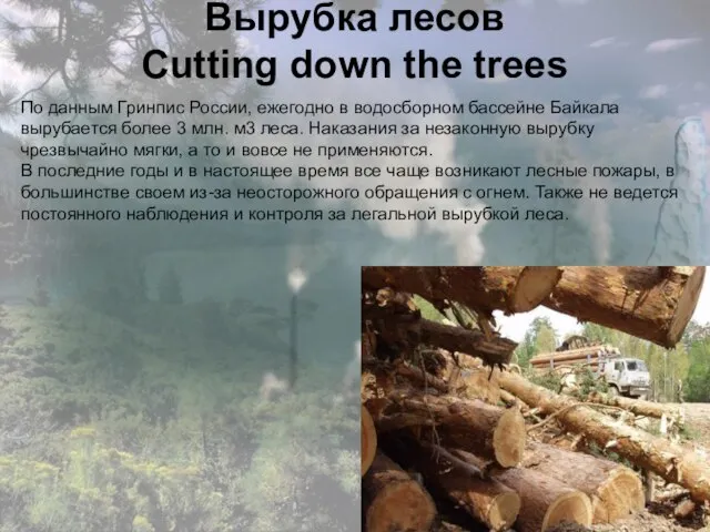 Вырубка лесов Cutting down the trees По данным Гринпис России, ежегодно в