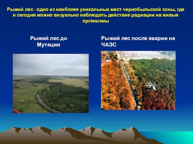 Рыжий лес - одно из наиболее уникальных мест чернобыльской зоны, где и