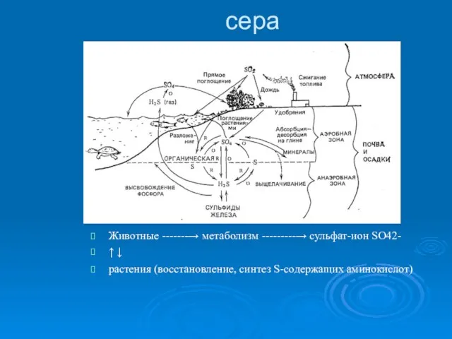 сера Животные -------→ метаболизм ---------→ сульфат-ион SO42- ↑ ↓ растения (восстановление, синтез S-содержащих аминокислот)