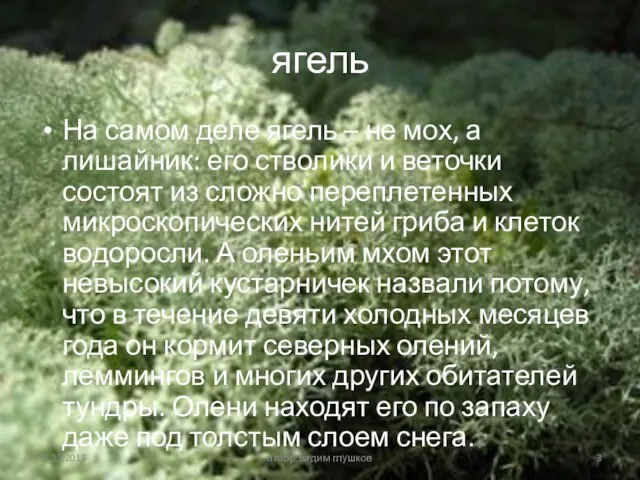 ягель На самом деле ягель – не мох, а лишайник: его стволики