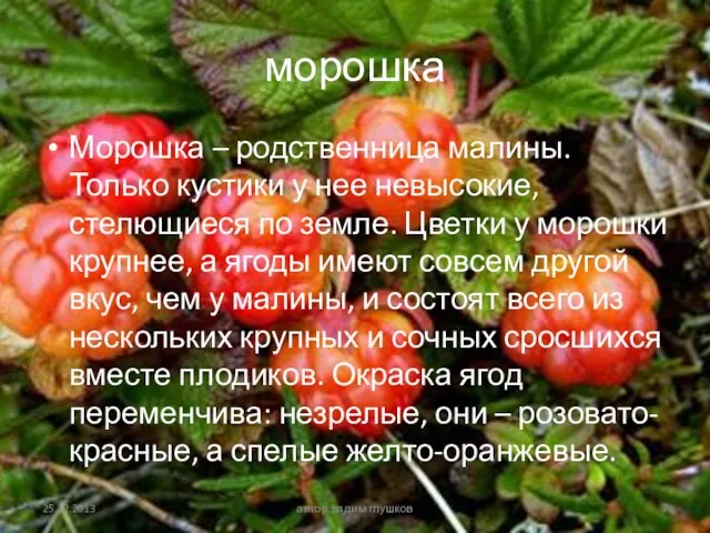 морошка Морошка – родственница малины. Только кустики у нее невысокие, стелющиеся по