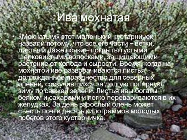 Ива мохнатая «Мохнатым» этот маленький кустарничек назвали потому, что все его части