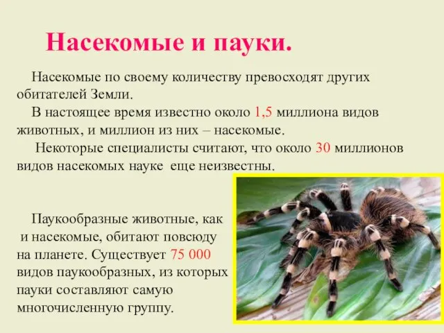 Насекомые и пауки. Насекомые по своему количеству превосходят других обитателей Земли. В