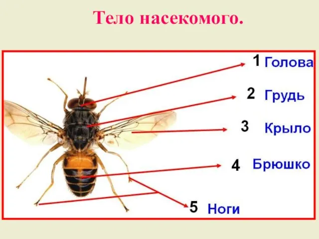 Тело насекомого.