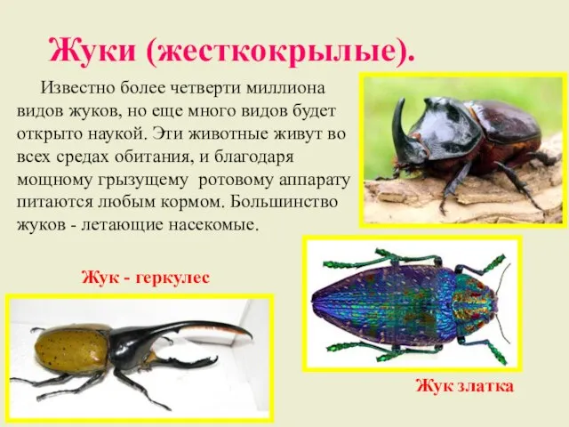 Жуки (жесткокрылые). Известно более четверти миллиона видов жуков, но еще много видов