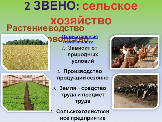 2 звено: сельское хозяйство Растениеводство Животноводство Отличительные особенности: Зависит от природных условий