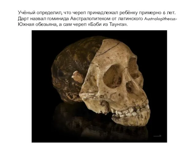 Учёный определил, что череп принадлежал ребёнку примерно 6 лет. Дарт назвал гоминида