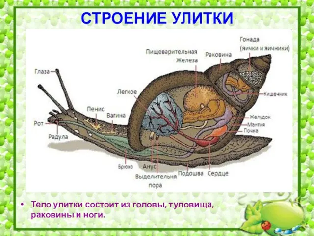 СТРОЕНИЕ УЛИТКИ Тело улитки состоит из головы, туловища, раковины и ноги.