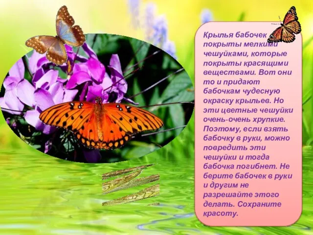 Крылья бабочек покрыты мелкими чешуйками, которые покрыты красящими веществами. Вот они то