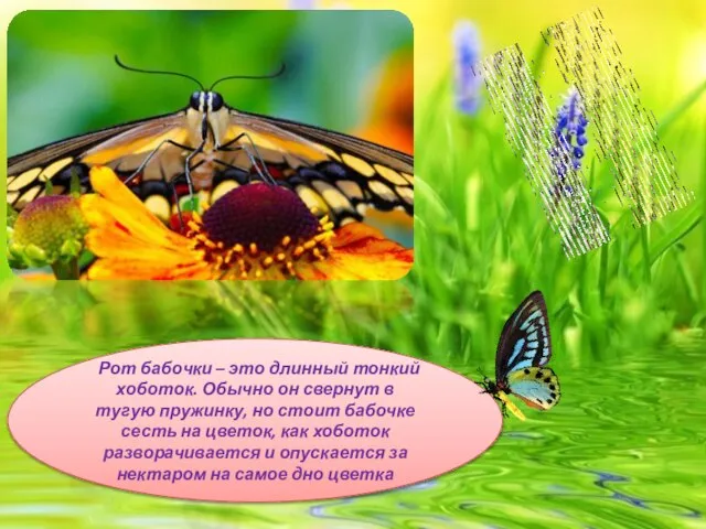 Рот бабочки – это длинный тонкий хоботок. Обычно он свернут в тугую