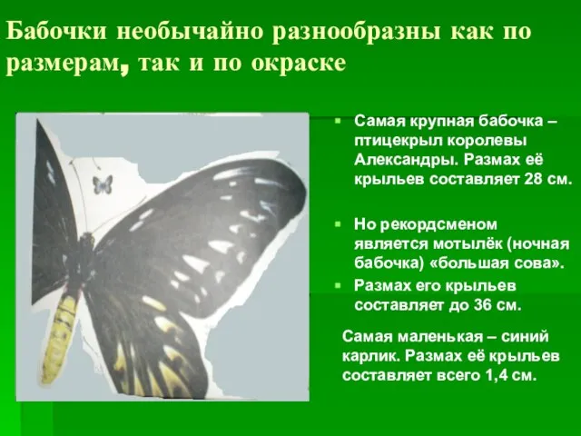 Бабочки необычайно разнообразны как по размерам, так и по окраске Самая крупная