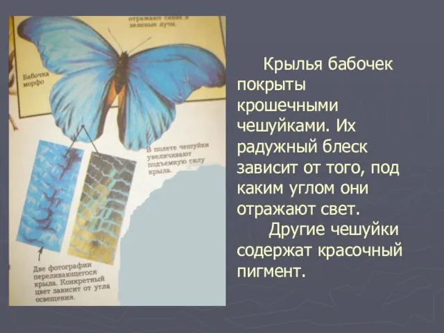 Крылья бабочек покрыты крошечными чешуйками. Их радужный блеск зависит от того, под