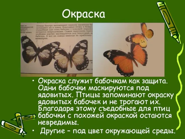 Окраска Окраска служит бабочкам как защита. Одни бабочки маскируются под ядовитых. Птицы