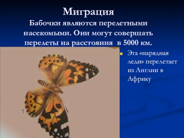 Миграция Бабочки являются перелетными насекомыми. Они могут совершать перелеты на расстояния в