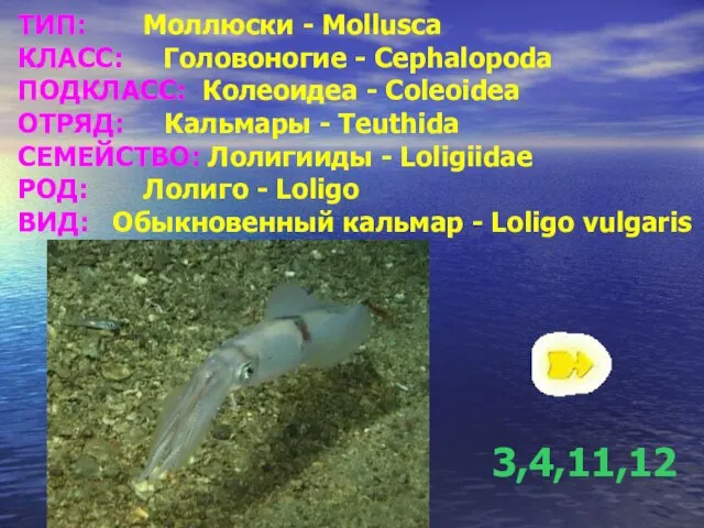 ТИП: Моллюски - Mollusca КЛАСС: Головоногие - Cephalopoda ПОДКЛАСС: Колеоидеа - Coleoidea