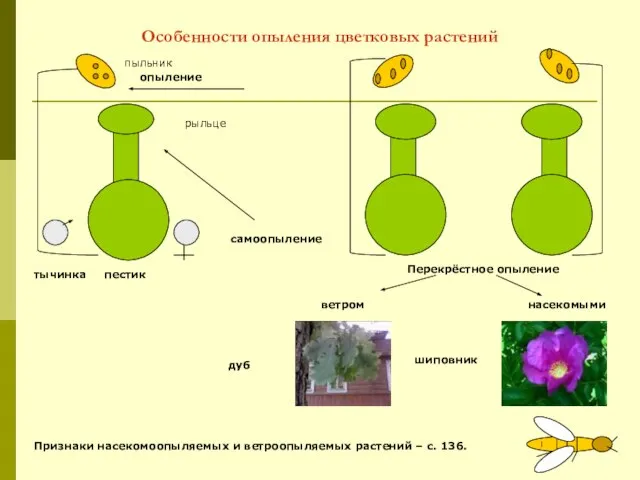 Особенности опыления цветковых растений пестик тычинка опыление пыльник рыльце Перекрёстное опыление самоопыление