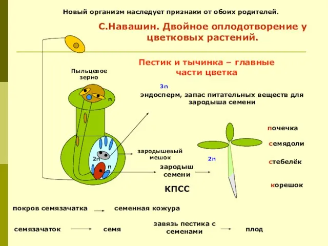 зародыш семени корешок стебелёк семядоли почечка эндосперм, запас питательных веществ для зародыша