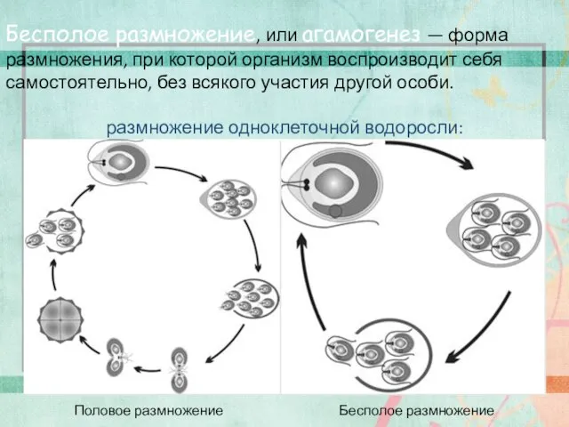 Бесполое размножение, или агамогенез — форма размножения, при которой организм воспроизводит себя