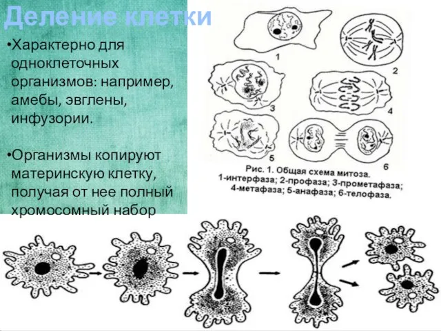 Деление клетки Характерно для одноклеточных организмов: например, амебы, эвглены, инфузории. Организмы копируют