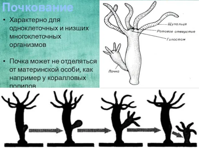 Почкование Характерно для одноклеточных и низших многоклеточных организмов Почка может не отделяться